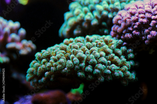 Pocillopora (Pocilloporidae) short polyps stony coral  photo