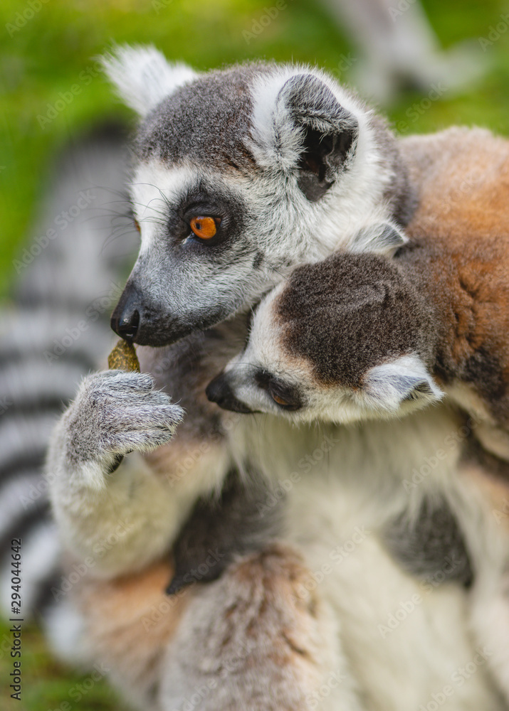 Obraz premium Cute ring tailed lemurs