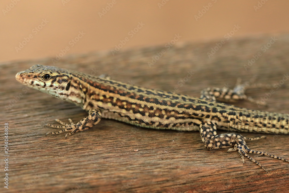 Fototapeta premium Spanische Mauereidechse