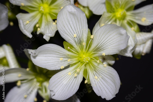 Blüte einer Karniovore photo