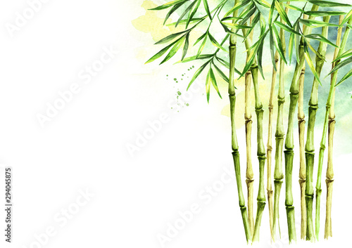 Fototapeta Naklejka Na Ścianę i Meble -  Green bamboo background, stems and leaves, Asian rainforest. Watercolor hand drawn  isolated illustration