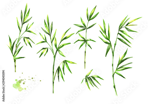 Green bamboo leaves set. Watercolor hand drawn illustration  isolated on white background