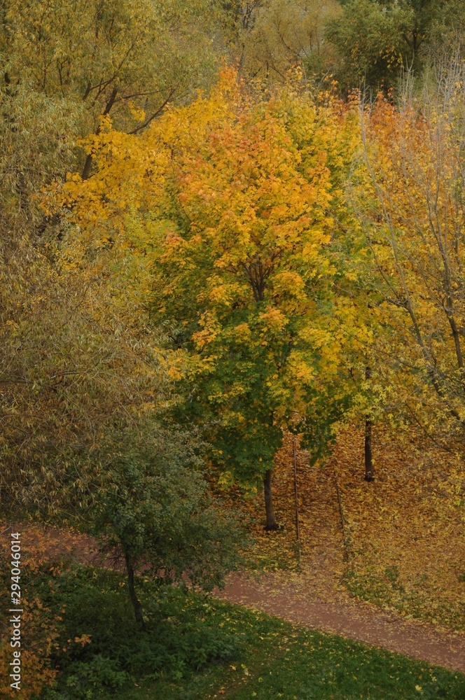 Fototapeta premium Yellowed trees in a park in the distance