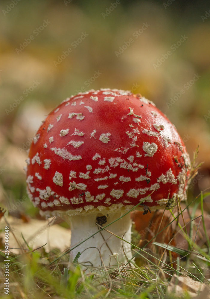 Fly Agaric ( Amanita muscaria)