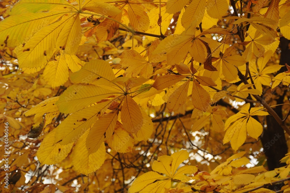Yellow chestnut leaves close-up Yellow chestnut leaves close-up