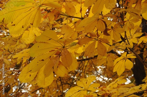 Yellow chestnut leaves close-up