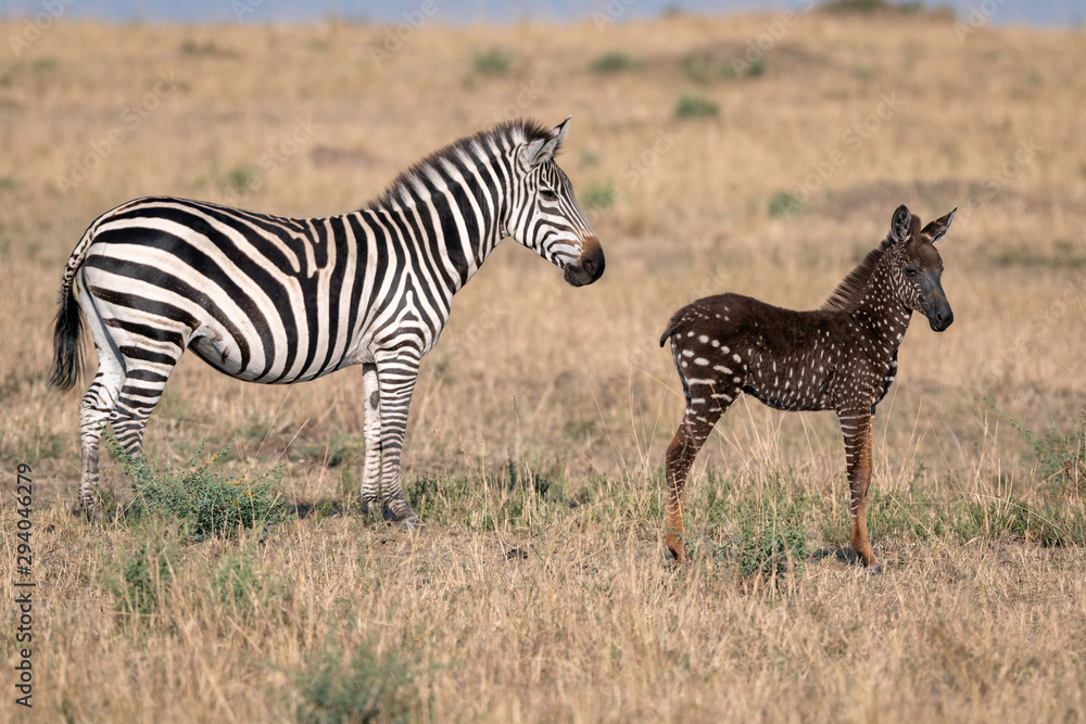 Rare zebra foal with polka dots (spots) instead of stripes, named Tira  after the guide who