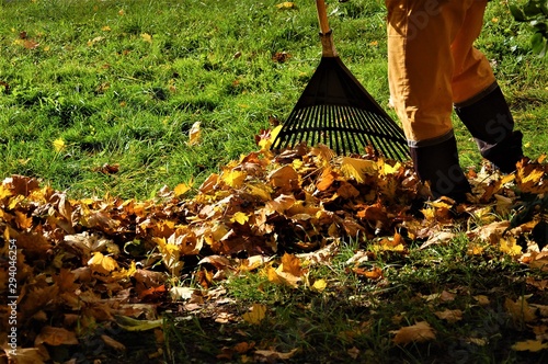 cleaning up fallen autumn leaves