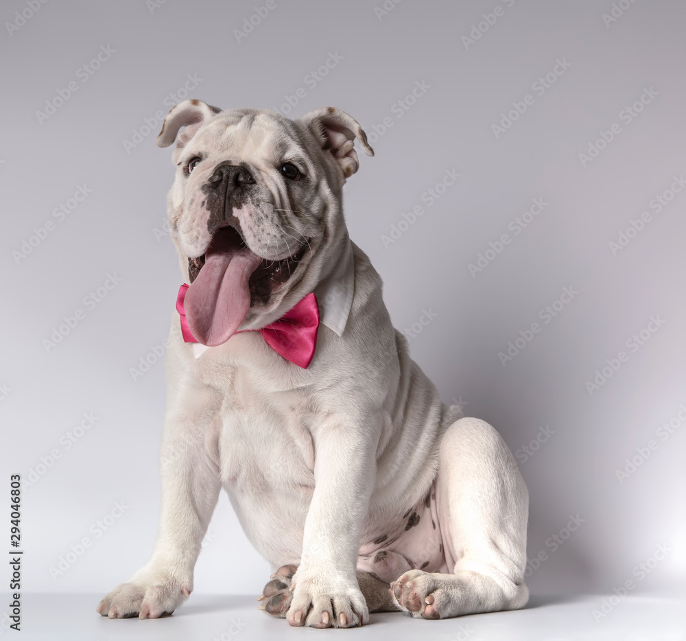 Beautiful english bulldog sitting on white background with shirt collar and bow tie fuxia
