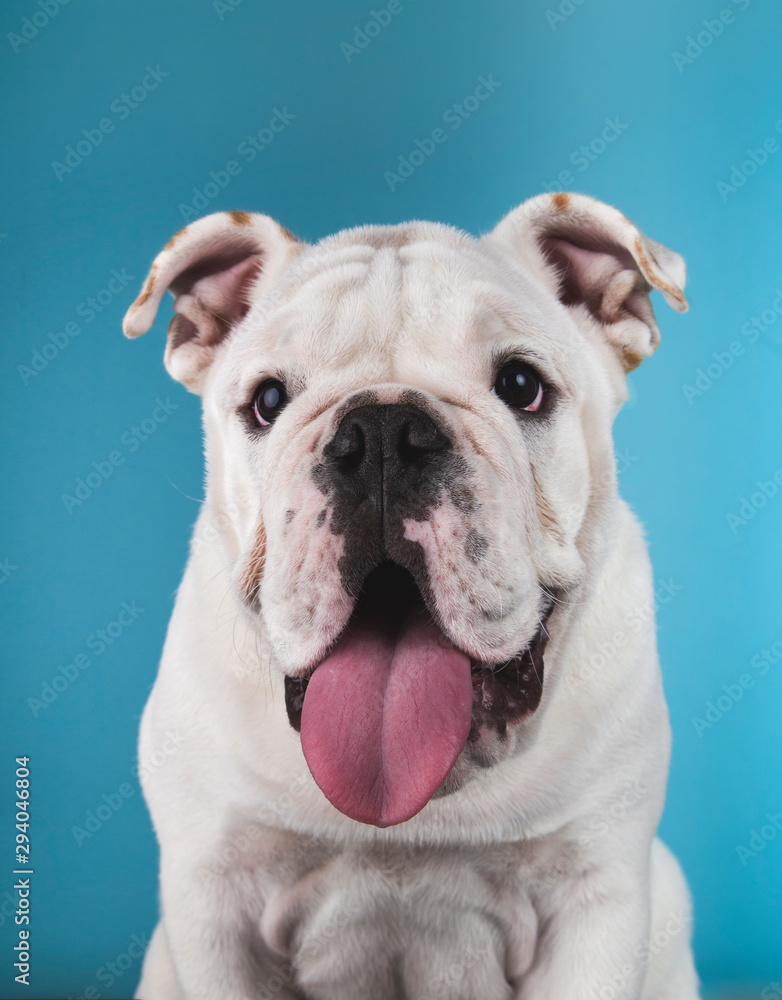 portrait of white english bulldog puppy on blue background
