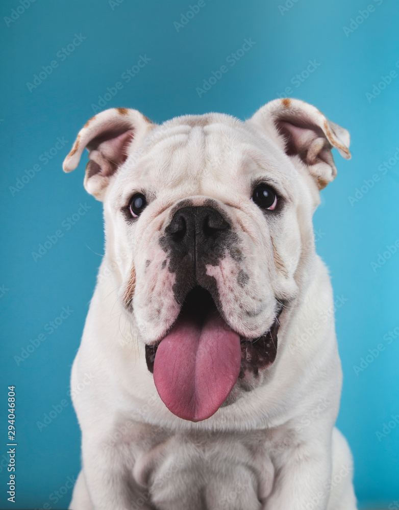 portrait of white english bulldog puppy on blue background portrait of white english bulldog puppy on blue background