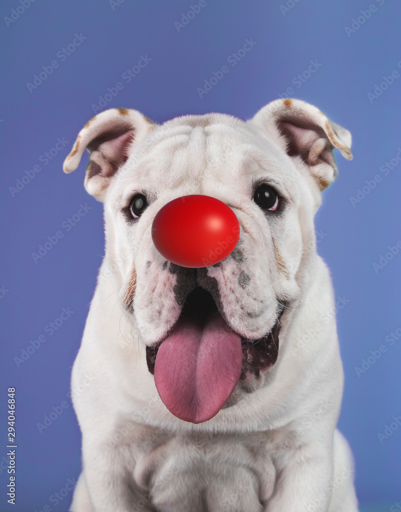 Funny english bulldog puppy with clown nose on purple background