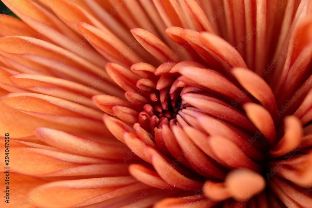 Chrysanthemum Heart