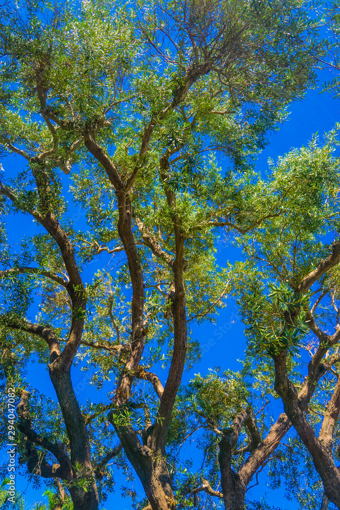 Obraz premium Eucalyptus Tree Trunk Lines