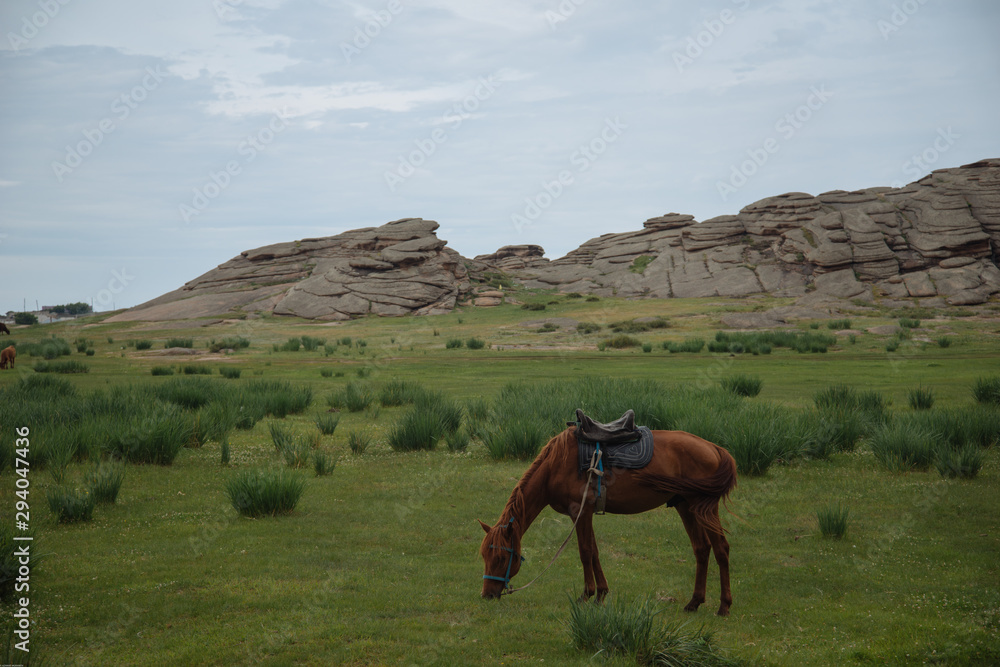 Obraz premium horse in the mountains