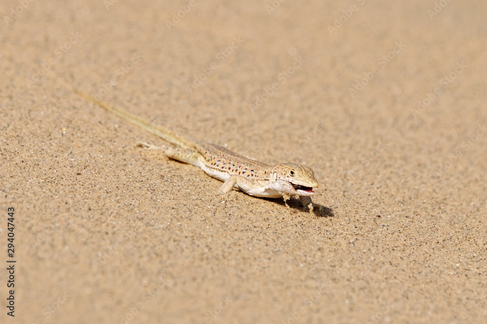 Rapid fringe-toed lizard Eremias velox eating insect on sand dune. Cute reptile in wildlife.