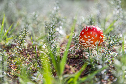 Fly Agaric (Amanita muscaria) photo