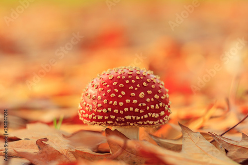 Fly Agaric (Amanita muscaria) photo