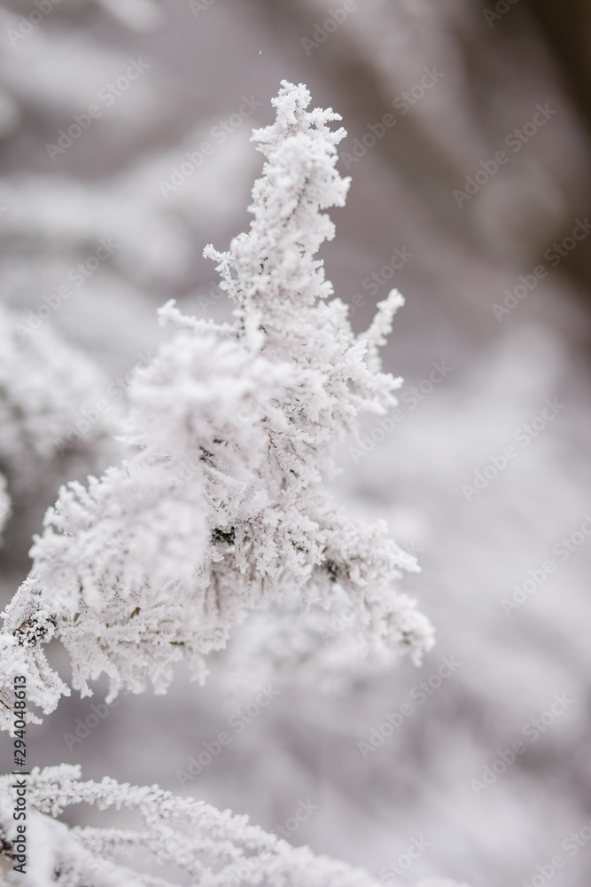 Frosty branches in hoarfrost. Winter mood. Frosty morning. Beauty of winter Frosty branches in hoarfrost. Winter mood. Frosty morning. Beauty of winter