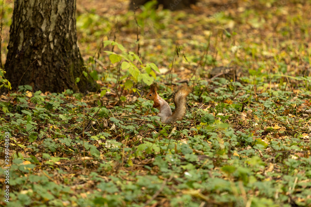 Squirrel in the autumn forest Squirrel in the autumn forest