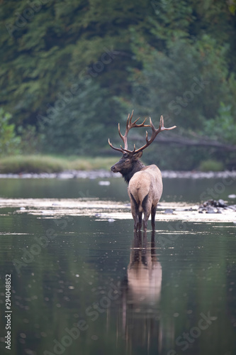 Bull Elk pauses during a stream crossing.