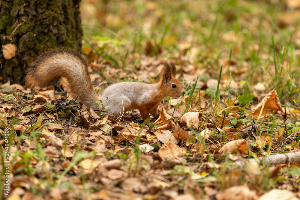 Squirrel in the autumn forest Squirrel in the autumn forest