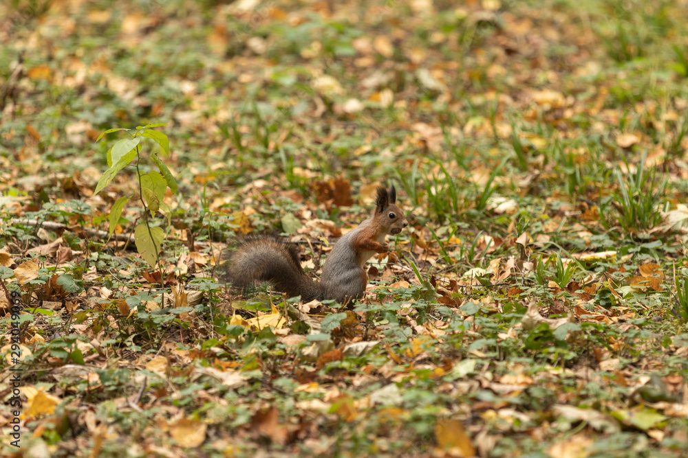 Squirrel with a nut in the autumn forest Squirrel with a nut in the autumn forest