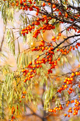 Branch with sea buckthorn berries and yellowing leaves on a background of yellow trees