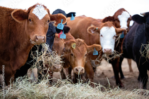 Cattle eating hay in winter