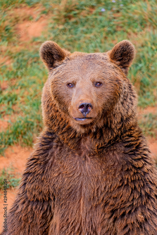 Portrait of a brown spanish bear