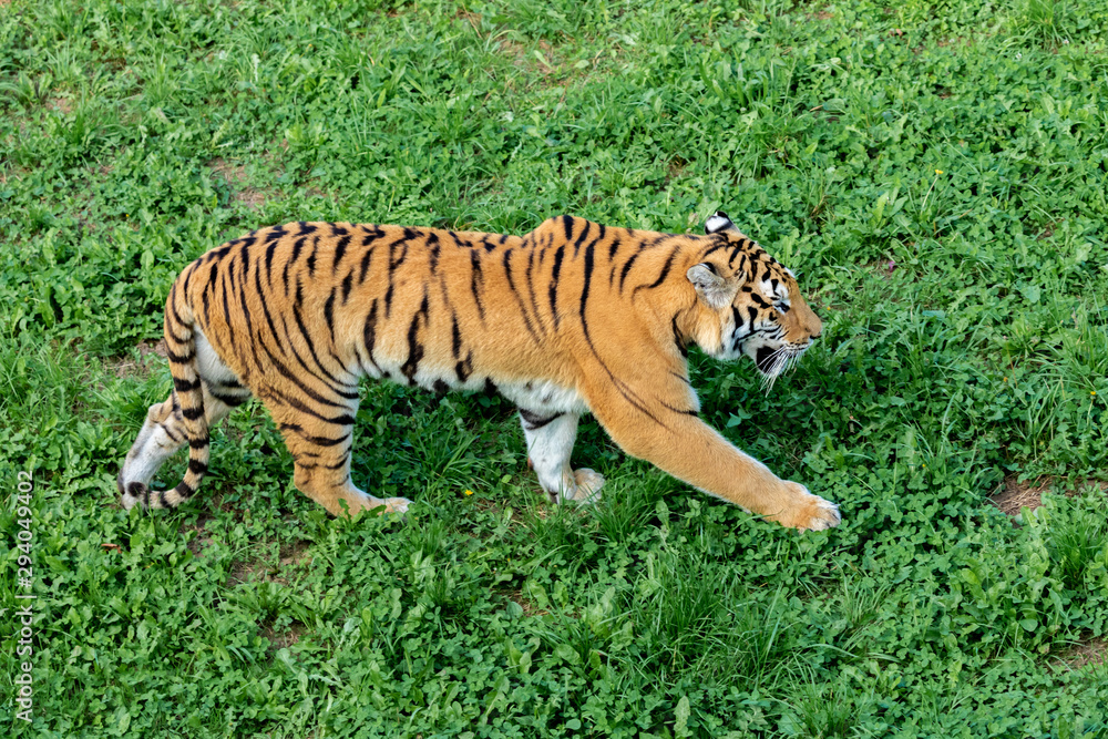 Fototapeta premium Amazing tiger