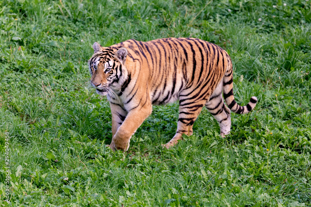 Amazing tiger Amazing tiger