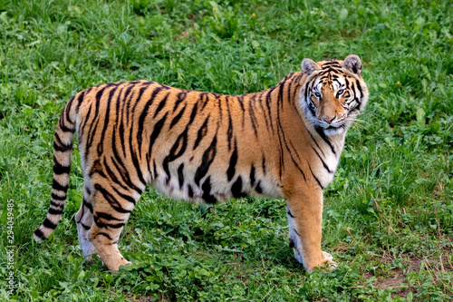 Amazing tiger