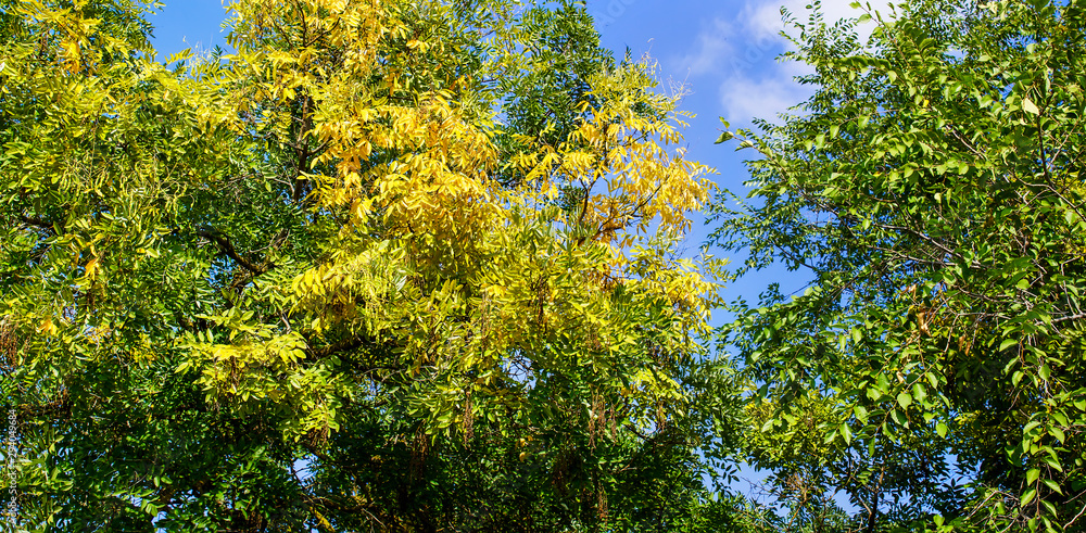 Autumn Landscape. Autumn trees. Beautiful autumn leaves. Colorful foliage in the autumn park. Panorama Autumn Landscape. Autumn trees. Beautiful autumn leaves. Colorful foliage in the autumn park. Panorama