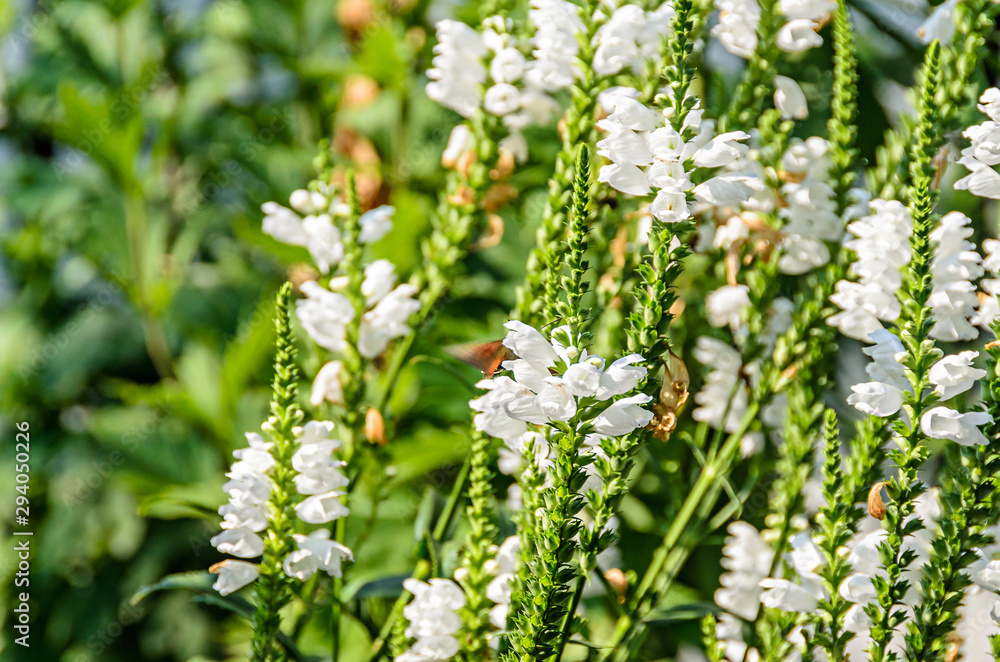 White Physostegia virginiana, Crown of Snow, bushes of wild white flowers, Crystal Peak White. White Physostegia virginiana, Crown of Snow, bushes of wild white flowers, Crystal Peak White.