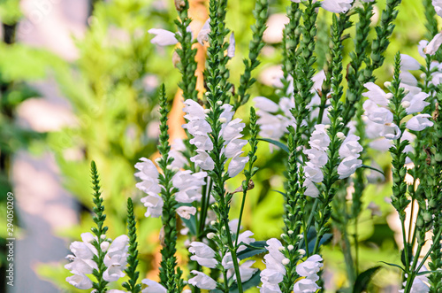 White Physostegia virginiana, Crown of Snow, bushes of wild white flowers, Crystal Peak White.