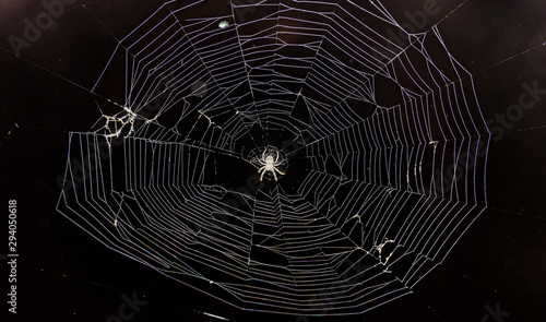 Small spider close up with round white spiderweb net