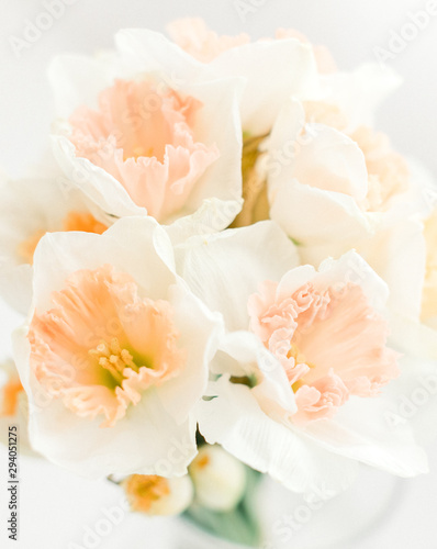 Daffodil on white background