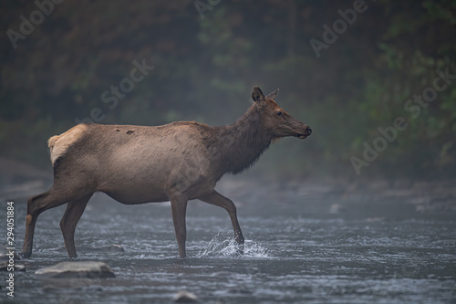 An Elk cow crossing a stream on a misty morning.