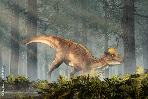 A brown Pachycephalosaurus in a dense forest. Pachycephalosaurus known for it's thick skull, was an dinosaur of the Cretaceous in North America. 3D Rendering photo