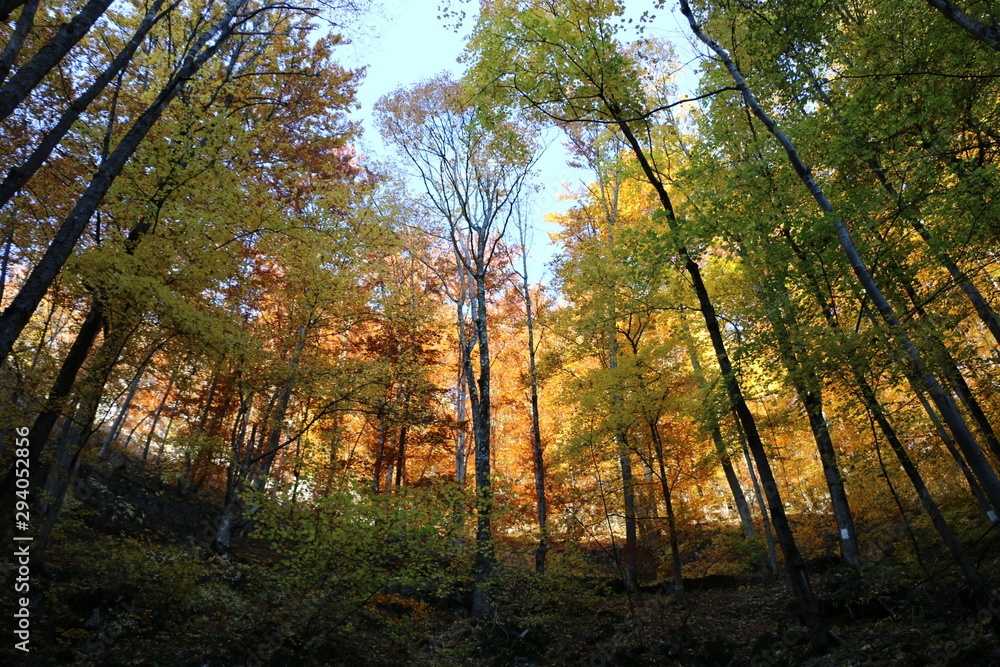 Obraz premium Romania forest