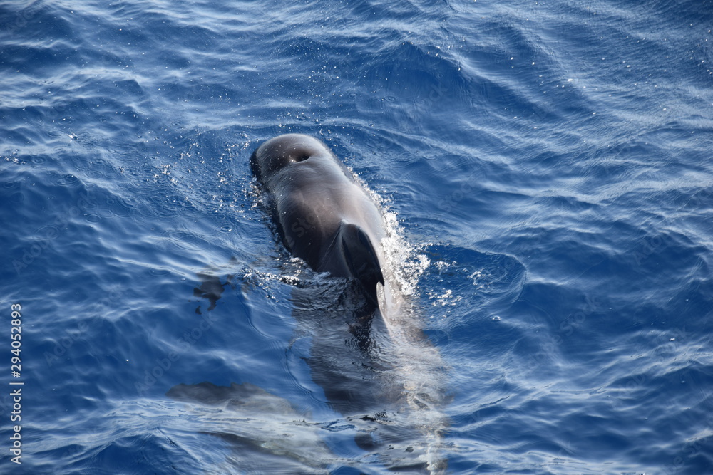 Obraz premium Wal mit Baby