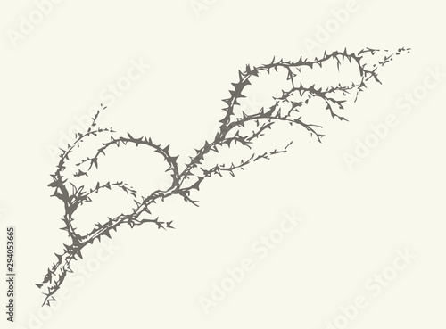 Branch of Blackthorn. Vector drawing