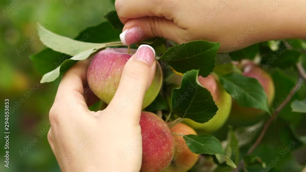 Growing apples on a branch, harvesting, close-up. Shooting is slow. Female hands pluck ripe apples from the apple tree, picking fruits. Growing apples on a branch, harvesting, close-up. Shooting is slow. Female hands pluck ripe apples from the apple tree, picking fruits.