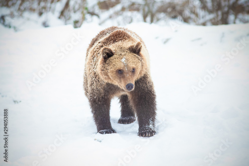 brown bear in snow