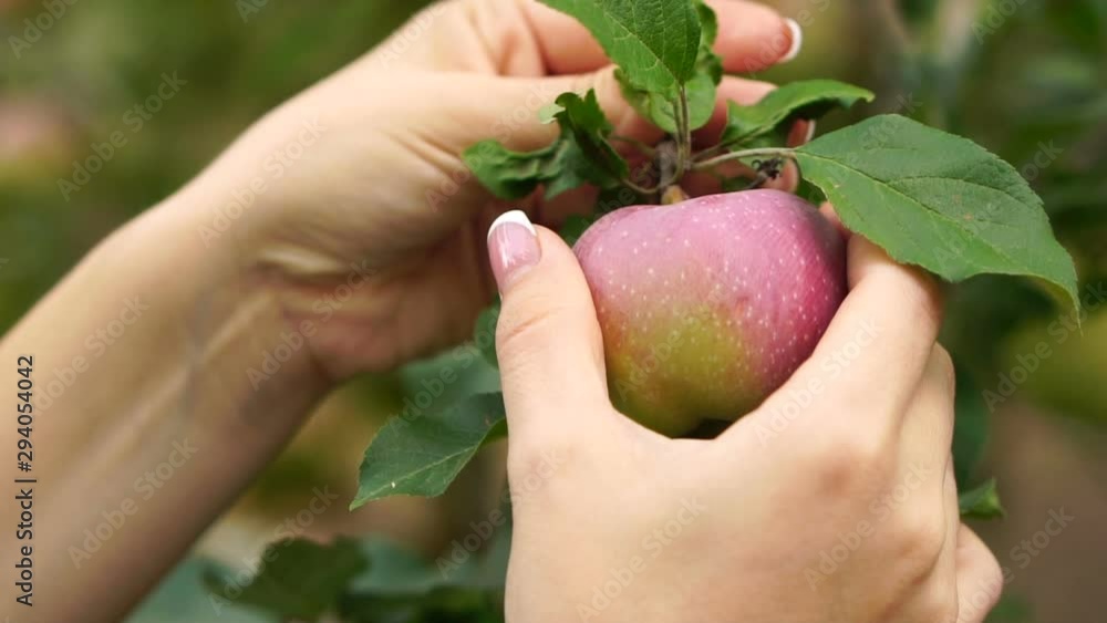 Growing apples on a branch, harvesting, close-up. Shooting is slow. Female hands pluck ripe apples from the apple tree, picking fruits. Growing apples on a branch, harvesting, close-up. Shooting is slow. Female hands pluck ripe apples from the apple tree, picking fruits.
