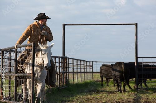 Rancher on horseback rounding up bulls