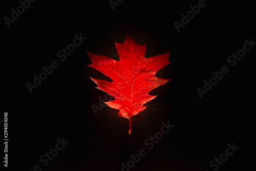 Slika na platnu Autumn oak red leaf isolated on black background