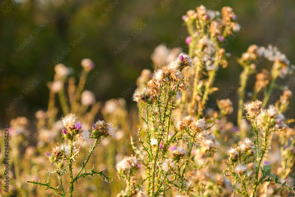 Flowers of burdock on the meadow in forest in autumn Flowers of burdock on the meadow in forest in autumn