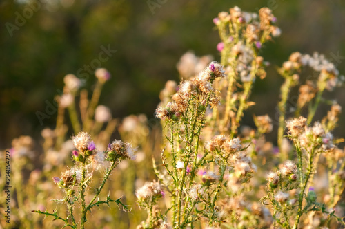 Flowers of burdock on the meadow in forest in autumn